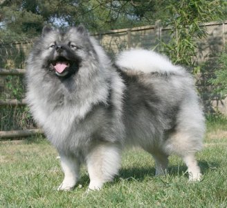 Keeshond_Majic_standing_cropped.jpg