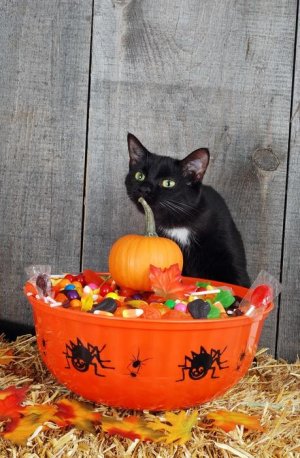 852997-Holidays-Halloween-Cats-Pumpkin-Spiders-Candy.jpg