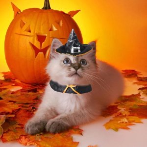 Halloween-Cat.jpg