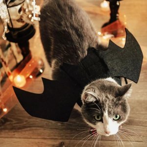 BatWingsCostume-CatModel..jpg