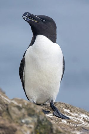 Razorbill_(Alca_torda)_Skomer.jpg