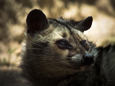 Himalay_Palm_Civet.jpg