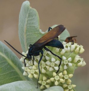 Tarantula_Hawk,_Southeastern_Colorado_P1270150b1.jpg
