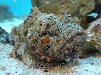 stonefish1.jpg