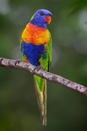 Rainbow_lorikeet.jpg