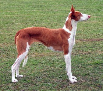 Podenco_z_ibizy_645.jpg