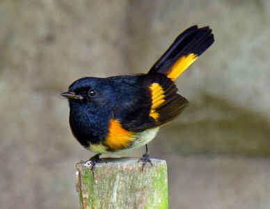 Setophaga_ruticilla_-Chiquimula,_Guatemala_-male-8-4c.jpg