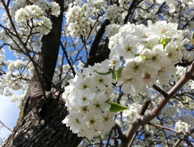 callery.jpg callery.jpg