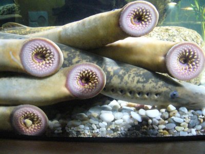 Petromyzon_marinus.001_-_Aquarium_Finisterrae.jpg