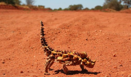 Thornydevil.jpg