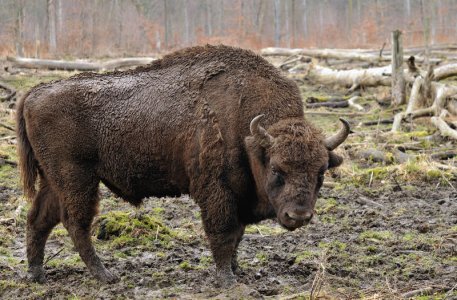 Bison_bonasus_(Linnaeus_1758).jpg