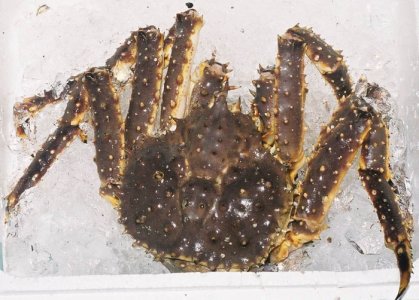 Spider_crab.jpg
