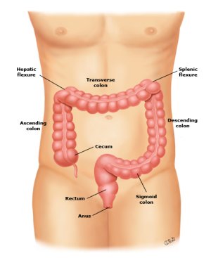 DIAGRAM OF COLON.jpg
