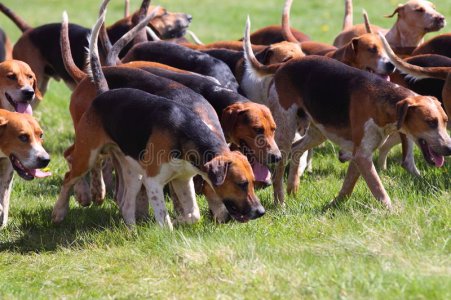 hound dogs.jpg