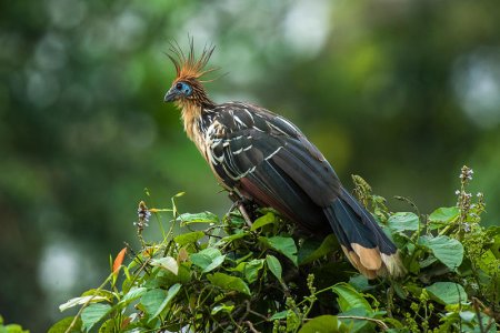 Hoatzin_-_Manu_NP_-_Perù_9203_(15525812066).jpg
