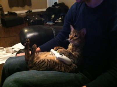 cat gamecat.jpg
