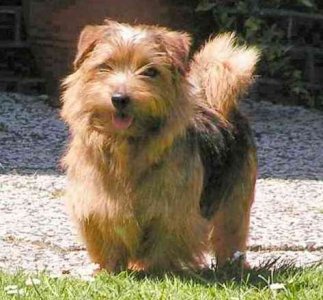 Charmonty_Norfolkterrier.jpg