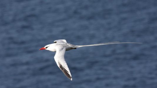 Red-billed_Tropicbird_(Phaethon_aethereus)_(4089464789).jpg