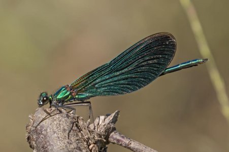 Beautiful_demoiselle_(Calopteryx_virgo)_male_3.jpg