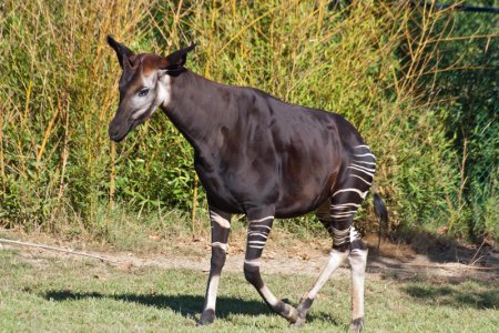 Saint-Aignan_(Loir-et-Cher)._Okapi.jpg