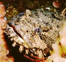 OysterToadfish.jpeg.jpg