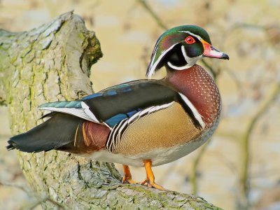Wood_Duck_(Aix_sponsa),_Parc_du_Rouge-Cloître,_Brussels.jpg