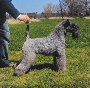 Kerry_Blue_Terrier.jpg