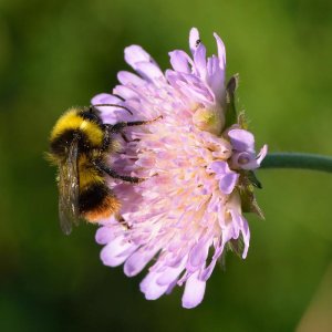 Bombus_pratorum_(male)_-_Knautia_arvensis_-_Keila.jpg