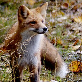 Red Fox USFWS_TN 4.jpg Red Fox USFWS_TN 4.jpg