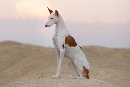 Ibizan-Hound-sitting-in-profile-in-the-desert.jpg
