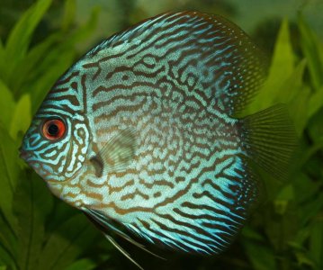 Blue_Discus.jpg