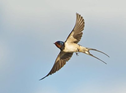 Barn Swallow in flight by Erik Veldkamp _ 500px.jpeg.jpg