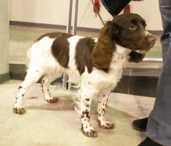 Rosyjski_spaniel_myśliwski_MB_01.jpg