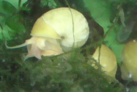 snail2.jpg
