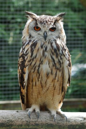 Bengalese_Eagle_Owl.jpg