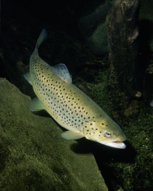Salmo_trutta.jpg