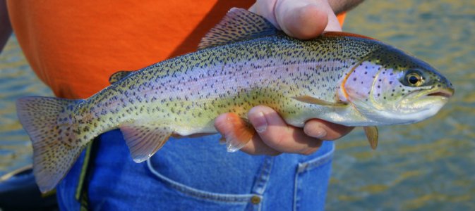 Female_Rainbow_Trout_in_hand.jpeg.jpg