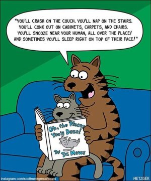 cat-comics-scott-metzger-2-5fb77c633a734__605.jpg