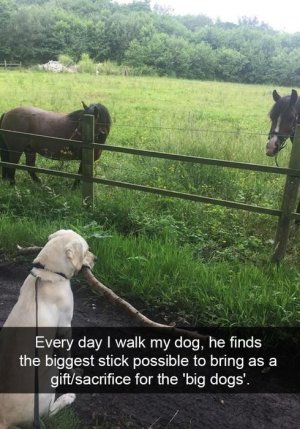dog-that-brings-tribute-to-the-large-horse-dogs-snapchat.jpg