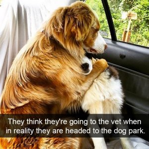 embrace-because-they-think-they-are-going-to-the-vet.jpg