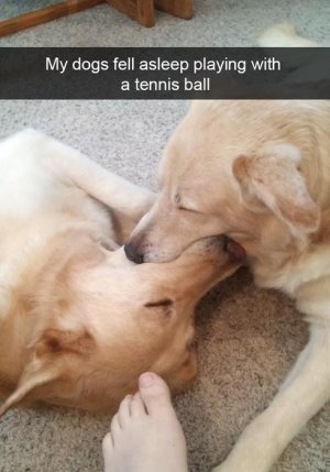 funny-dogs-fell-asleep-with-a-tennis-ball-in-their-mouth.jpg