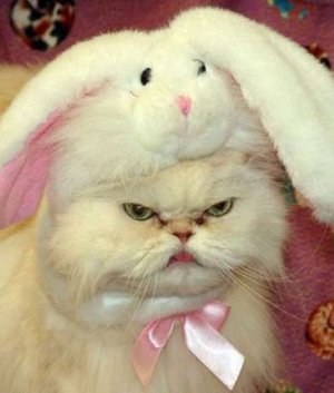 cat and bunny2.jpg