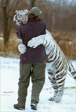 Misc-Hug_a_Tiger.jpg