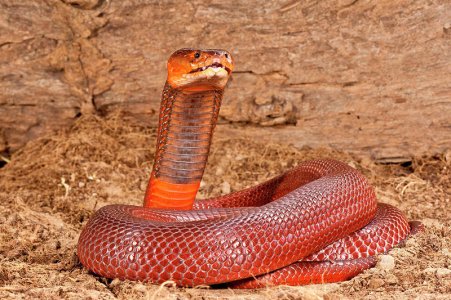 red-spitting-cobra-naja-mossambica-david-northcott.jpg