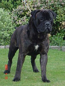 Bullmastiff_(13).jpg