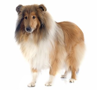 BREED Hero_0036_collie_rough.jpg