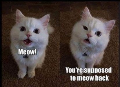 Meow Back.jpg