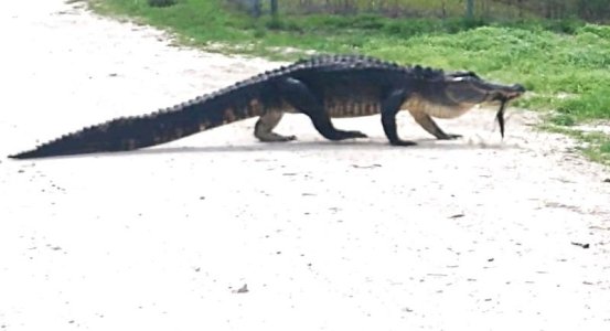 Alligator 3 - 6-4-22.jpg