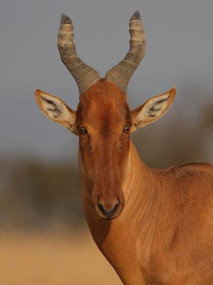 Flickr_-_Rainbirder_-_Jackson's_Hartebeest_(Alcelaphus_buselaphus_lelwel).jpg