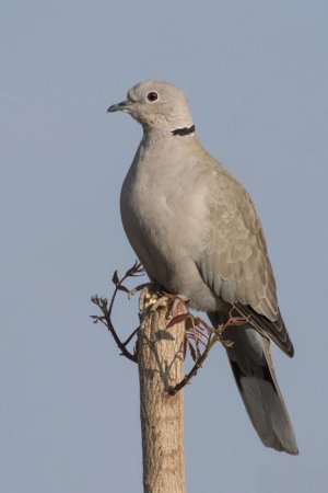 Eurasian_collared-dove_(Streptopelia_decaocto).jpg